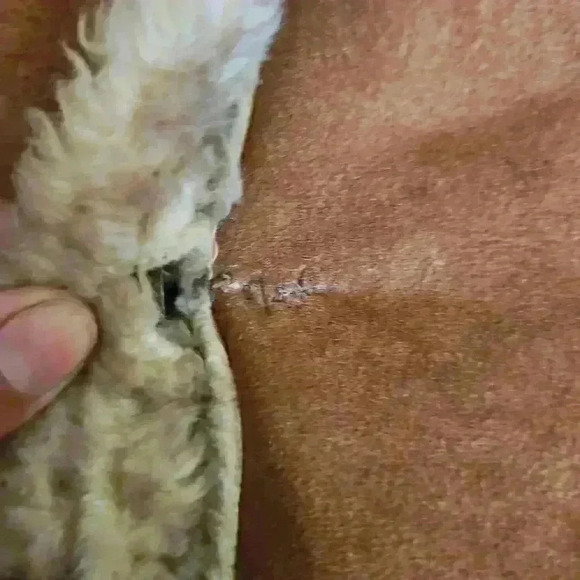 Miss Sixty Womens Suede Vintage 70s Penny Lane Bohemian Faux Fur Trim Coat XS - Picture 15 of 16